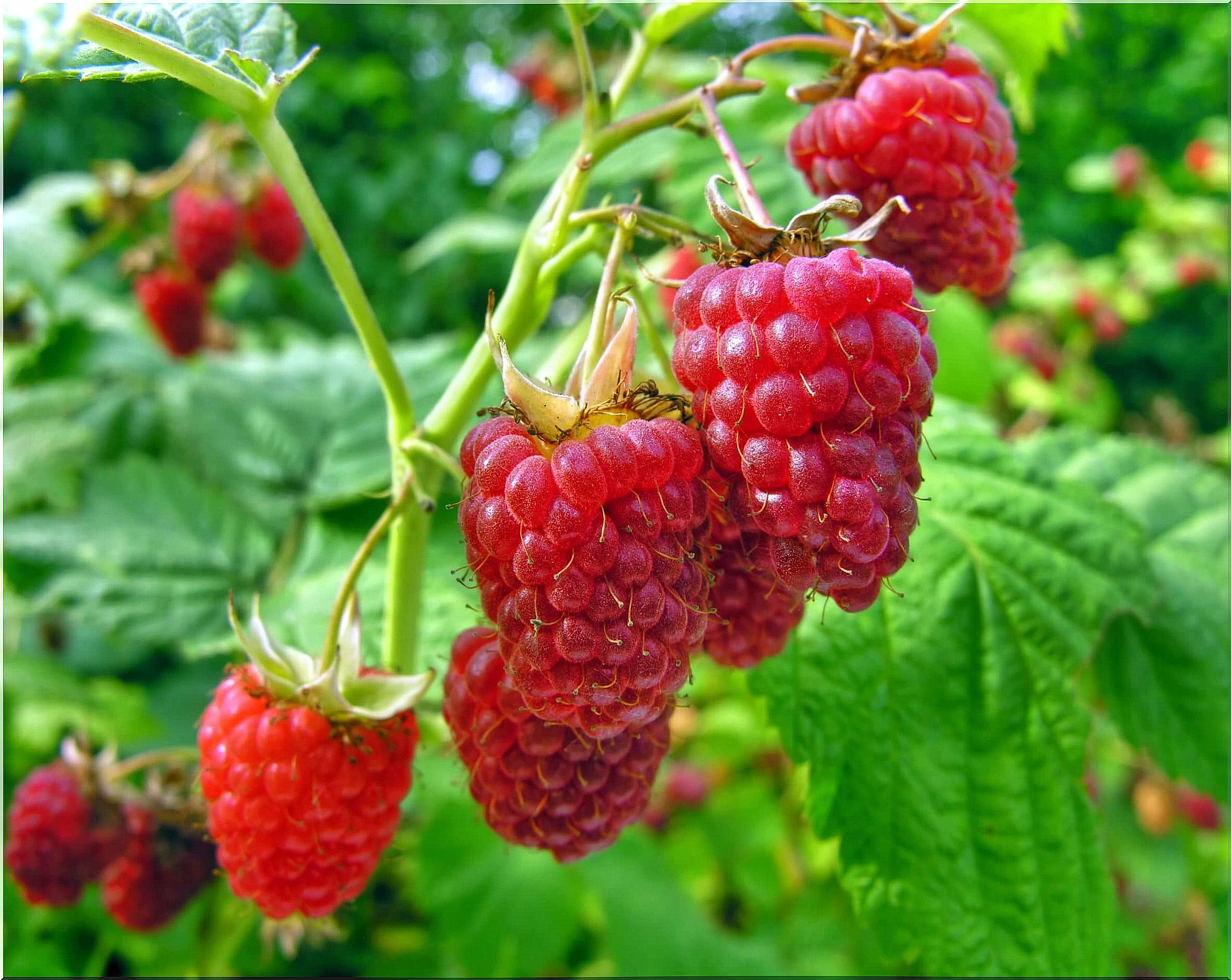 Raspberries are abundant in Europe.