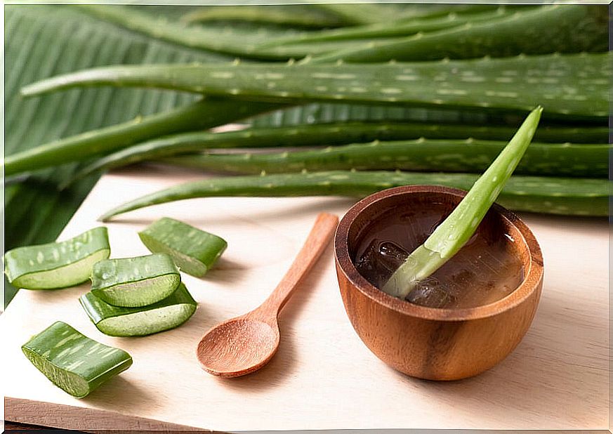 Aloe vera is a plant with various uses and applications.