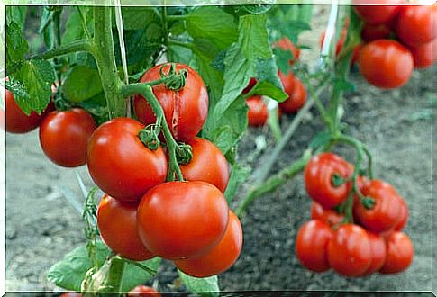 Tomato plants