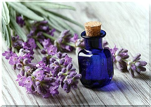 Lavender essential oil wounds