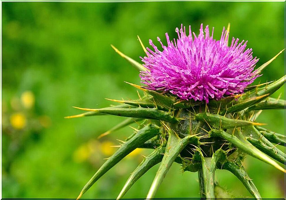 Why we should take milk thistle after Christmas