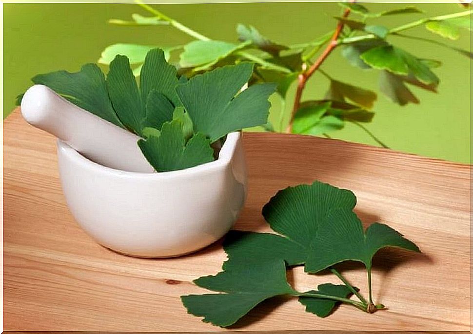 Ginkgo biloba.