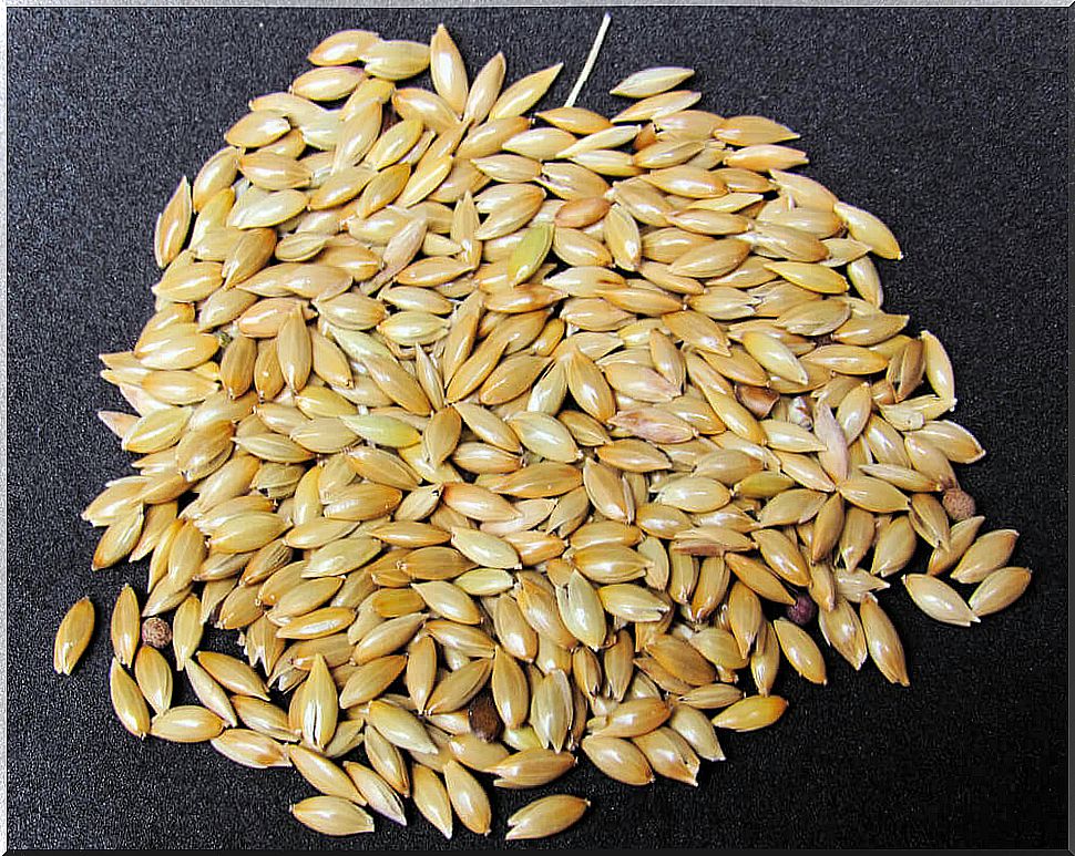 How to prepare canary seed milk?