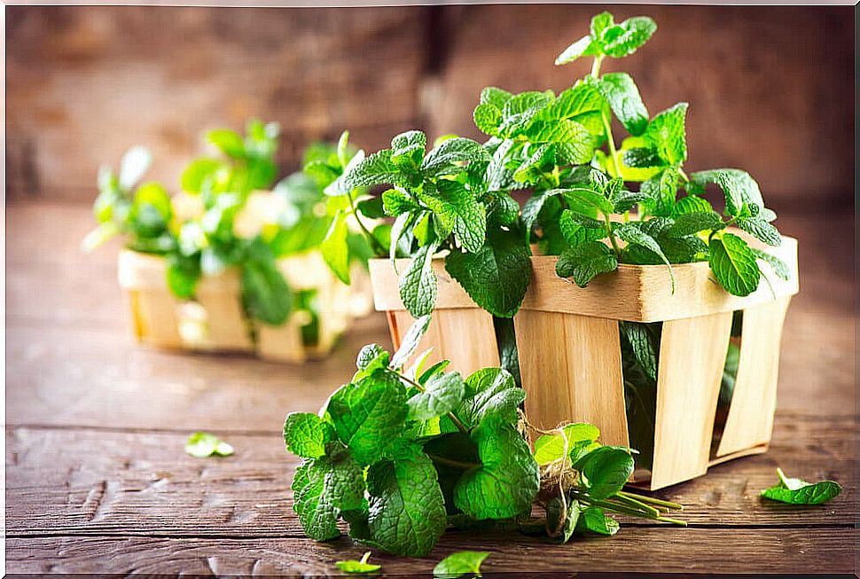 peppermint to relieve flatulence