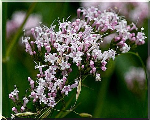 Valerian, a medicinal plant to treat insomnia