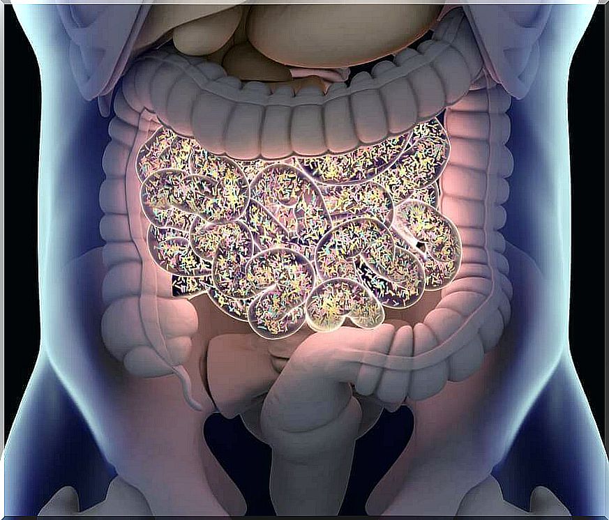 obesity microbiota