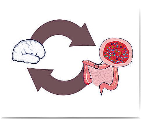 gut bacteria and brain