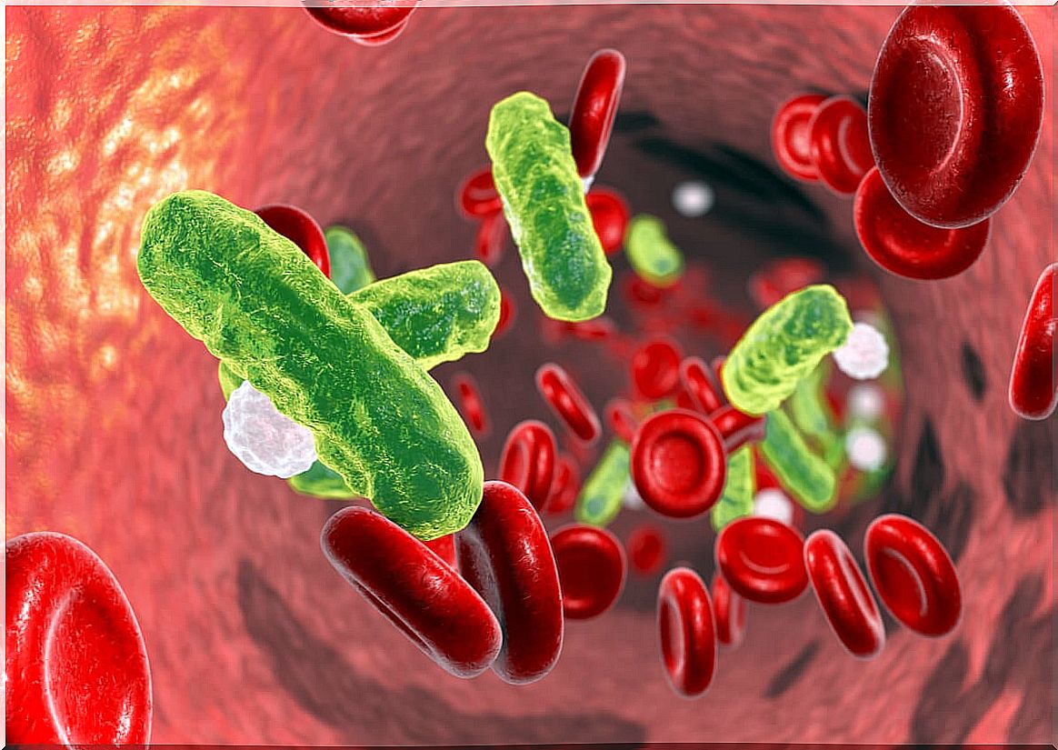 Microorganisms in the blood