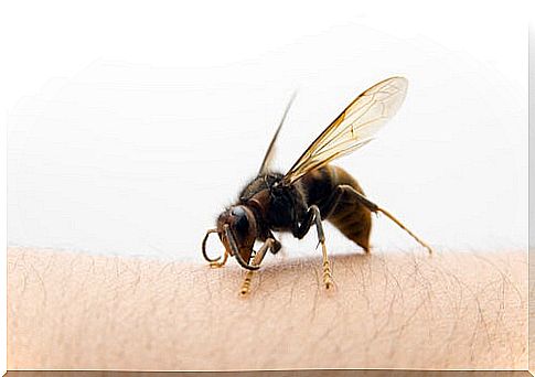 What to do when faced with an Asian wasp sting?